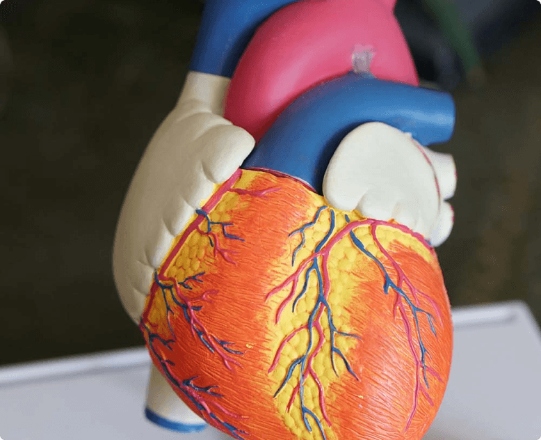 Heart model