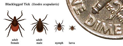 Images of Blacklegged Tick in different phases of life and how their sizes compare to a dime